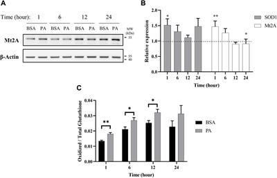 Fatty Acid Uptake in Liver Hepatocytes Induces Relocalization and Sequestration of Intracellular Copper